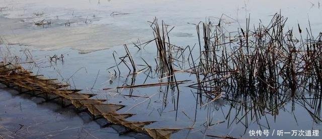 法库县獾子洞水库除了5万斤鱼被“热死”，还有您不知道的秘密！