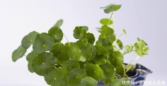 「耷拉」铜钱草到了冬天“耷拉”叶,水培出了问题,改善2点返青快!