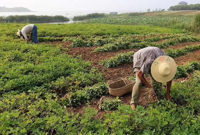  「采收」不能见光的经济作物，可连续采收10年，亩产1000斤，一