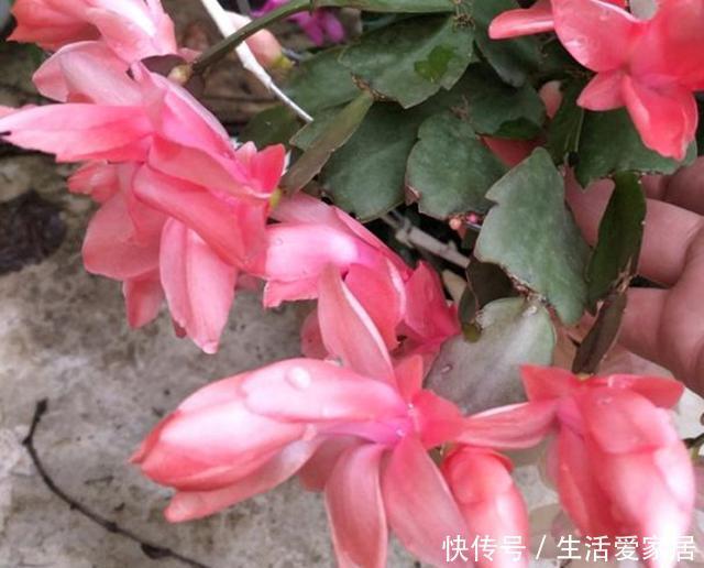 开爆|这3种花,堪称“开花机器”,学会几个“技巧”,一养就开爆盆