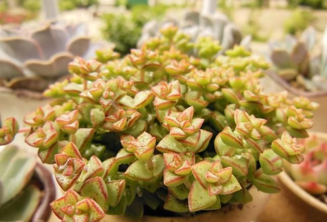\"l3\": \"室内养什么植物比较好呢?\"多肉进入休眠期,种植多肉需要多大尺寸的花盆呢?