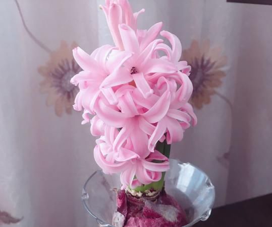  『用温水浇花』温水也可以浇花？浇完就疯长，比施肥还有用！