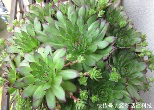 『超生』号称“超生专业户”的3种多肉植物,一片叶子可以长一盆!