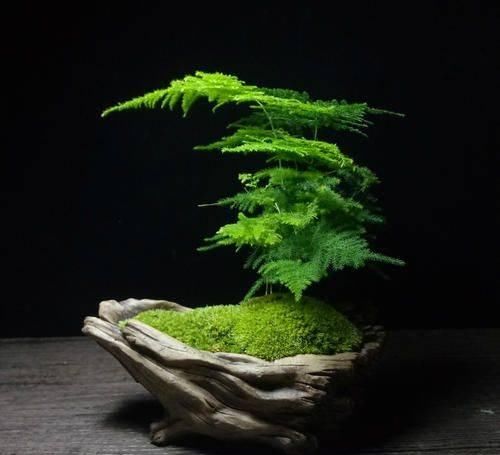  #发黄的现象#文竹叶片总发黄？做好这几点，轻松解决问题！