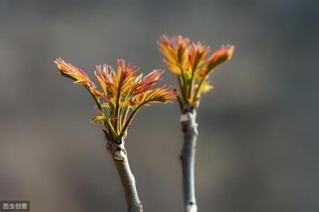  挑选■买香椿芽时，选紫香椿还是绿香椿？不会挑选的，学学种植户的方法