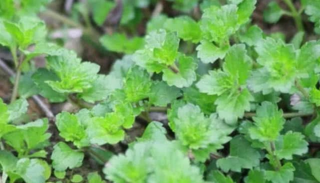 这种野草能够祛风除湿，过去农民见到就拔掉，殊不知如今很珍贵