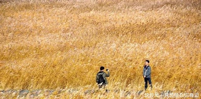 呼伦贝尔的秋天，美的太高级