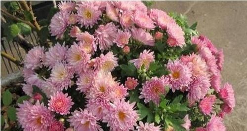  「蕾丝」此款盆栽佳景，四季开花如春，花色柔美靓丽，如蕾丝花边太美了