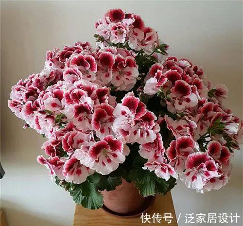  每种■110种天竺葵，每种都超美，看看你认识多少种？