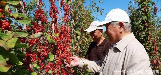 农村老大爷租地种“它”,每斤卖15元,老农赚了3万元！