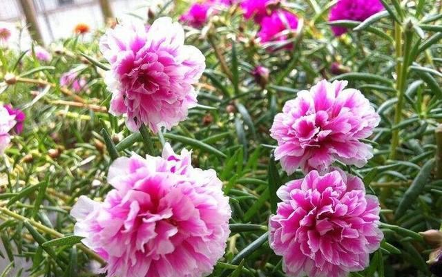  nbbe_2286新手学扦插,就选这几种花,捡根枝沾土就活,四季开花,次次爆盆