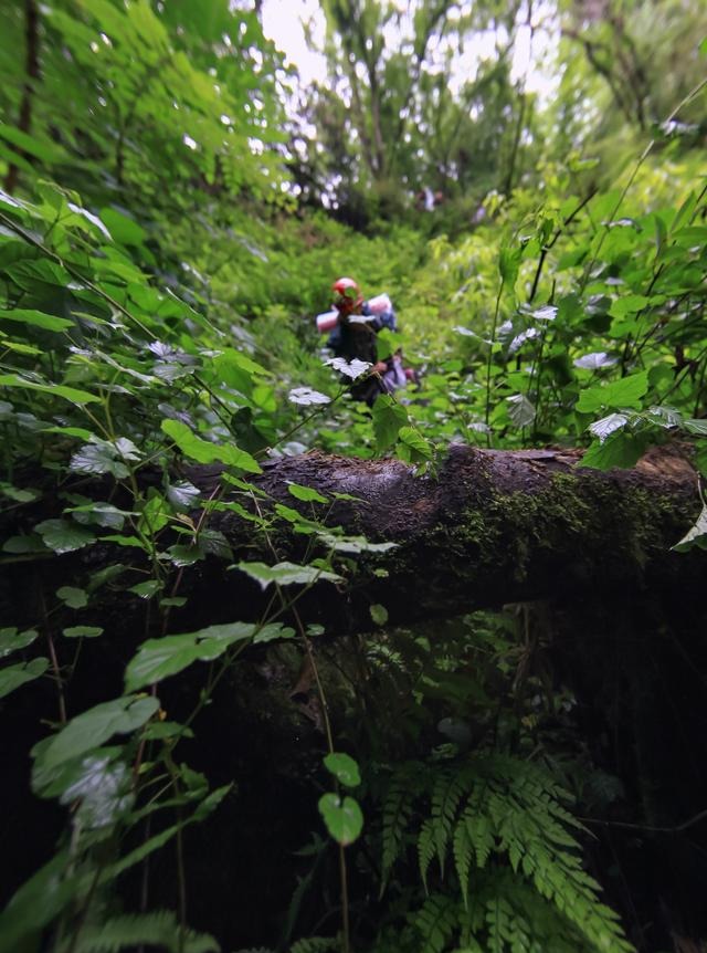 告诉你一个事实千万不要惊讶 距离成都百公里有个“非洲丛林”！