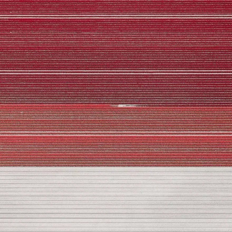 【每日美图】上帝视角下的郁金香田