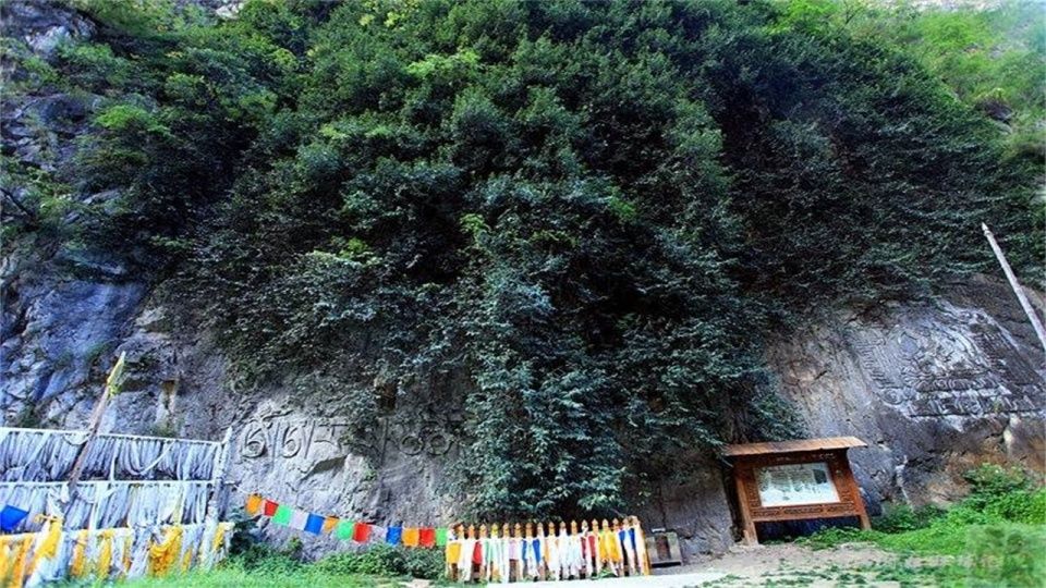 香格里拉的一棵神树菩提，长出来一只“佛手”，吸引不少人去膜拜