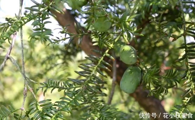  「果实」原产于中国的果树，俗称“三代同堂”，一棵树同时长着