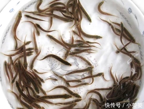  「白条鱼」乡下小河沟这几种野生小鱼，个头小味道鲜，小时候天天捉！
