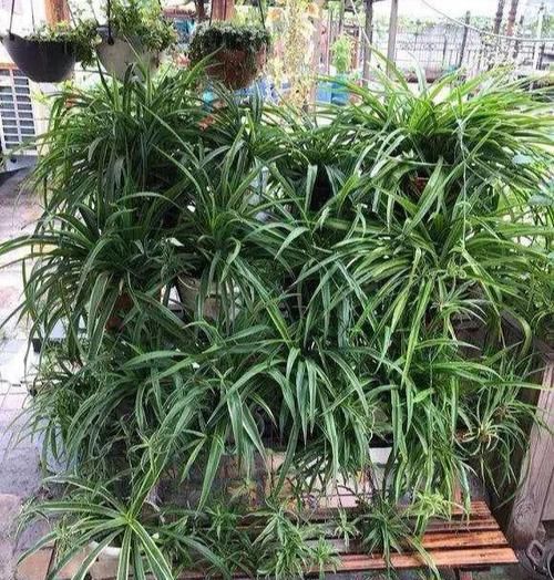  「甲醛」6种花，不养花的也要选一盆，净化空气吸甲醛，摆在角落也疯长