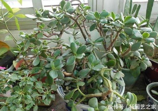 『将齿』如何将齿苋树变成老桩?学会4个养护重点,难度系数可为零