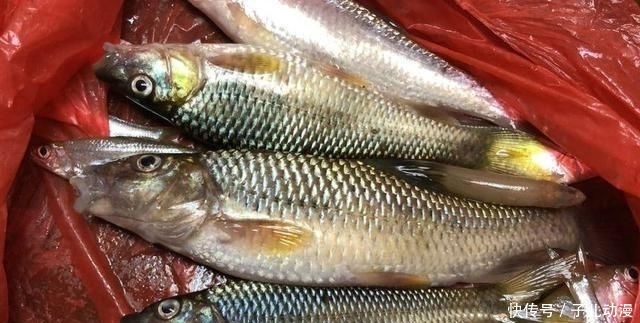 『鉴定』这是土鲮鱼吗,看着很像“大号”的麦穗鱼,求钓友们鉴定