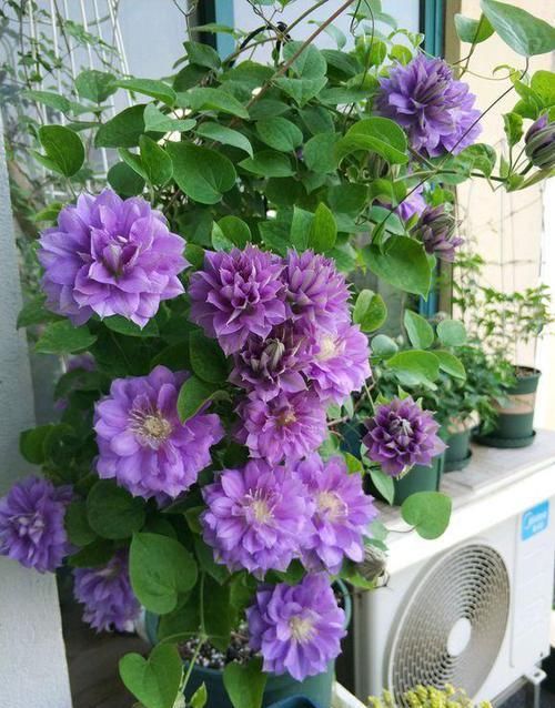  『春天』家里有这2种花，一年最好换次盆，否则长个慢，难开花