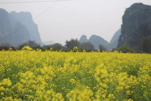 桂林的春天有多美?
