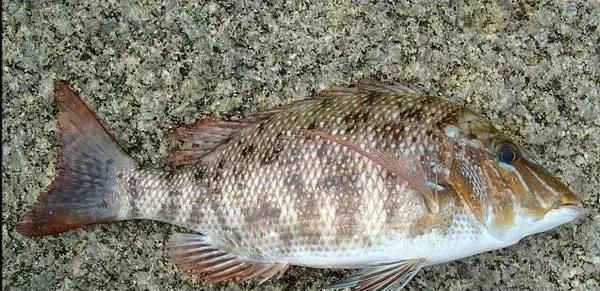  「东山叫红」46种海钓常见的鲷类鱼，最后一种高价的鱼原来也是鲷鱼，才知道