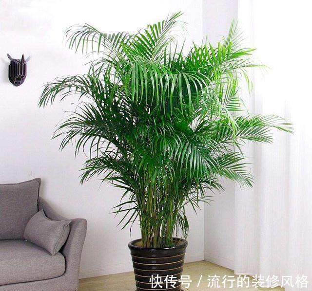  [油绿]散尾葵过冬，注意1个“小细节”，叶片油绿发亮，蹭蹭长到两米高