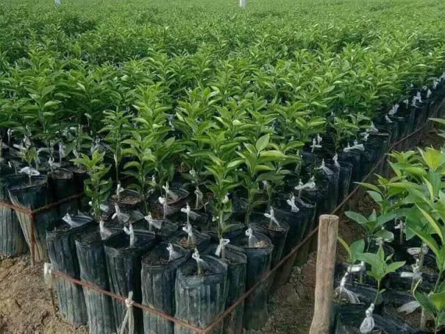  粮食：近年来，农村兴起“种树热”现象，土地不种粮食种树，这