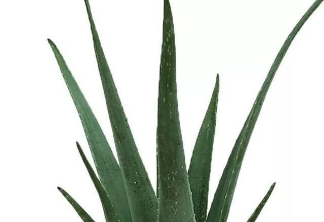 虎皮兰|六种花好养又好看,室内养两盆,比净化器都好,睡眠香、身体棒