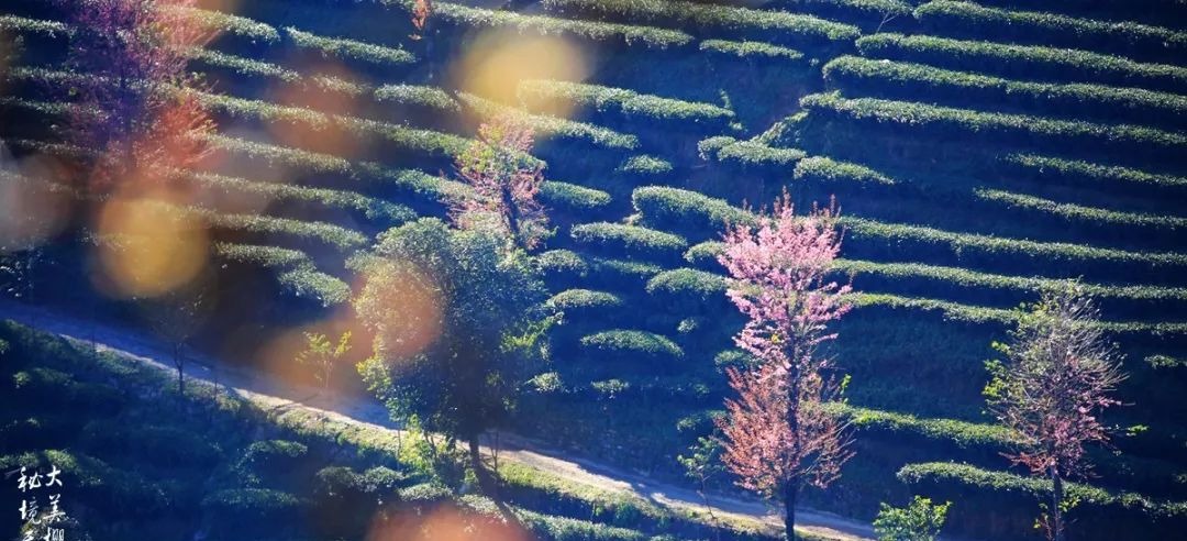 大美无量丨樱花谷的樱花又开了，未来20天，赏花正当时