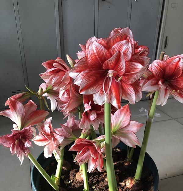 『观赏价值』最好养的球根花卉,丢土里就能活,观赏价值高,冬天也能种!
