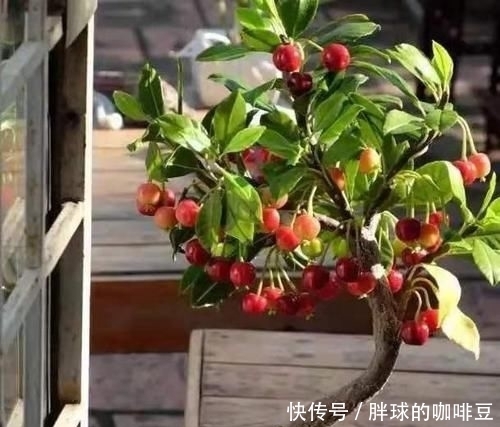 『柿子』阳台几种水果盆栽,比花还美,不仅能欣赏还可以吃,一举两得。