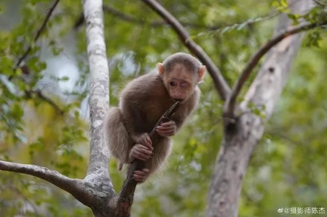  「施工便道」农夫山泉被指“大自然的拆迁队”，这瓶水，变得再
