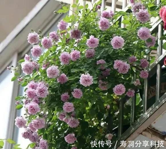  「品种」梦幻悠长，无法抗拒，月季的那抹蓝紫色美得清凉又高级！