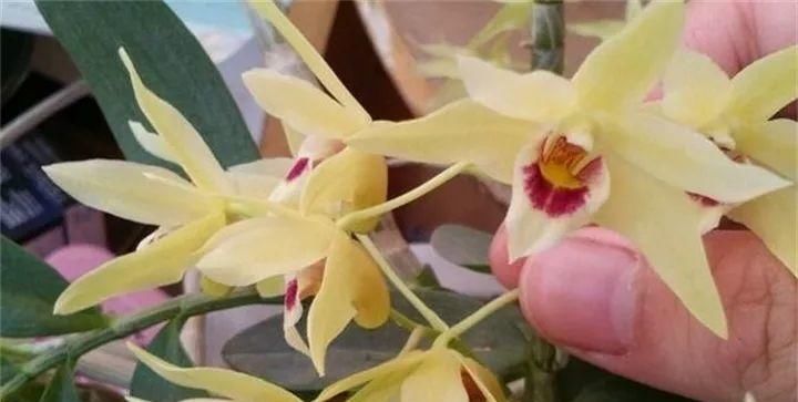  『吃能』家里养这4种花，能赏能吃能治病，赚大啦！