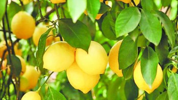  「盆栽」盆栽柠檬这样种,一棵就能长爆盆,年年开花结果,果实累累