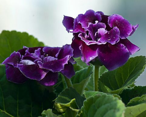  『还要』阳台养几款花朵，比桂花还要香，花期久，香飘一整夏，美艳动人