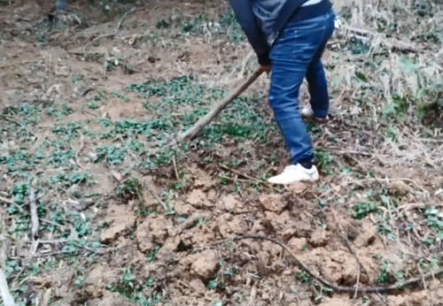 农村这种野草真稀罕，看起来像薄荷，但一挖下面还藏着“冬虫草”