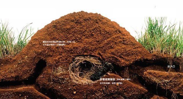 农村田里“地爬子”泛滥，怎么办？农村老农用了3招轻松解决