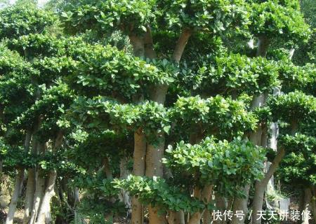  『盆栽』家居养护桑树盆栽，学会这几个小技巧，桑梓爆满盆不用再去买