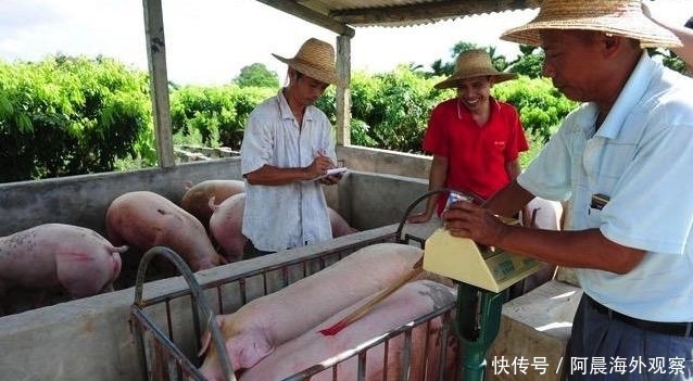 超市猪肉一斤要18, 养猪人卖猪一斤6块, 中间的12块去哪了?