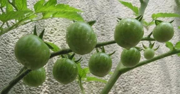  「营养」六种在家就可以种的菜，阳台种几盆，漂亮好吃有营养！