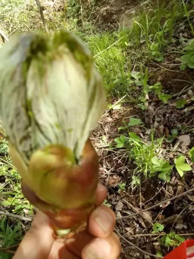 甘肃礼县的这些野菜！认识的都是有故事的人