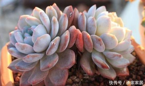  『技巧』养盆多肉“芙蓉雪莲”，学会3个小技巧，养出的红粉通透芙蓉雪莲