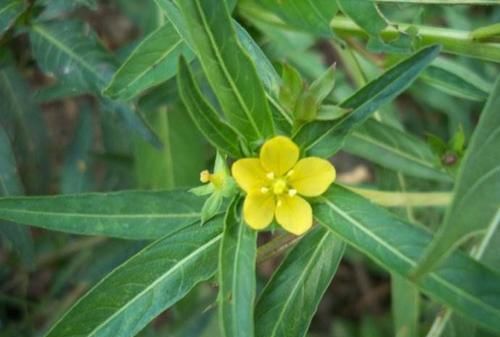  「野花野草」人称“柳叶菜”，又叫鱼鳞草，价值珍贵，野外常有，认识的人不多
