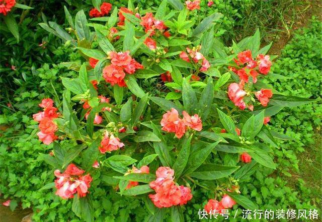  多浇水|家庭盆栽凤仙花，做好“3个多”，花开爆盆香气浓，邻居都羡慕