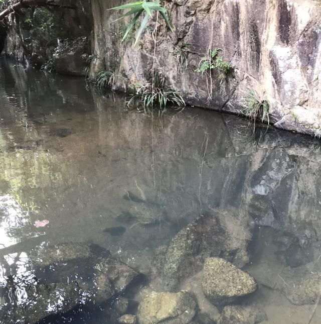 「鱼竿」高手分享钓土鲮鱼的经验和心得