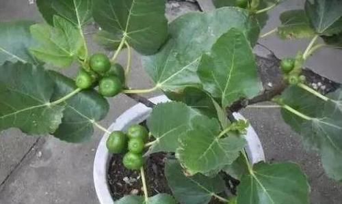  『果实』家中养殖无花果树摸清6点，从购苗到结果，盆栽困难少得多