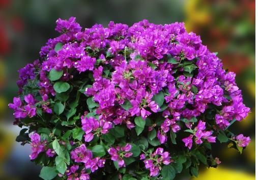  『牢记』三角梅开花稀疏，牢记4个“催花”手段，植株旺盛，花朵压弯枝