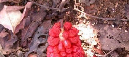  价值|这种野生物，珍贵独特，有幸在山上遇到别破坏，它价值好高